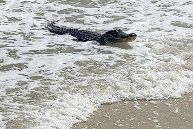 Surfing gator seen relaxing at Alabama beach amid the waves | iNFOnews.ca Surfing gator seen relaxing at Alabama beach amid the waves | iNFOnews.ca
