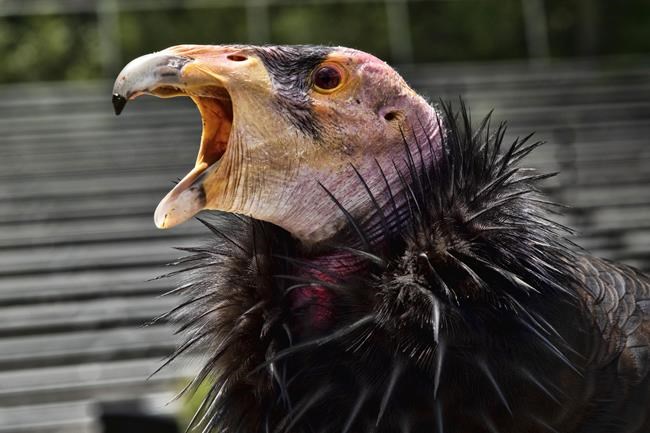 Vaccine authorized for emergency use in California condors amid bird flu outbreak | iNFOnews.ca Vaccine authorized for emergency use in California condors amid bird flu outbreak | iNFOnews.ca