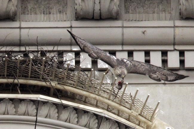 Pale Male, red-tailed hawk who nested above NYC's Fifth Avenue for 30 years, dies at 33 | iNFOnews.ca