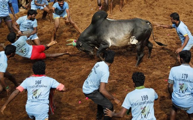 India’s top court allows bull-taming sport to continue despite criticism from animal rights groups | iNFOnews.ca India’s top court allows bull-taming sport to continue despite criticism from animal rights groups | iNFOnews.ca