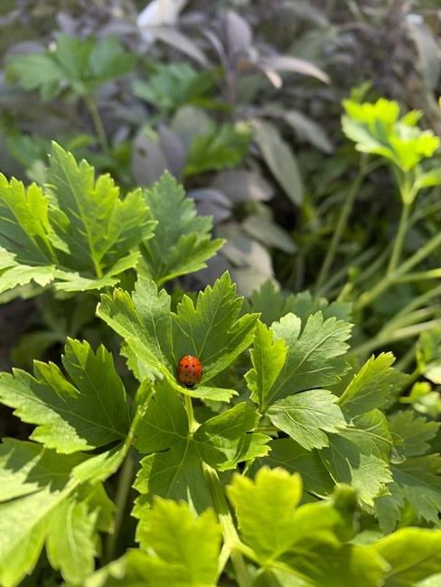 Tips for growing herbs (you don't even need a garden) | iNFOnews.ca Tips for growing herbs (you don't even need a garden) | iNFOnews.ca