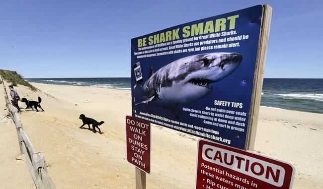 Recent shark attacks are worrying beach-goers, yet experts say they're very rare | iNFOnews.ca