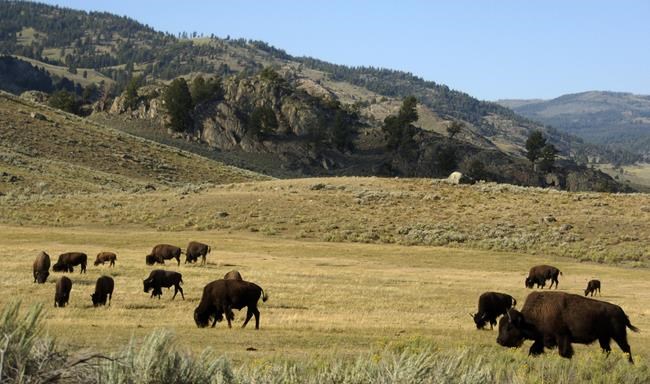 Yellowstone baby bison put to death after visitor picks it up, leading herd to reject it | iNFOnews.ca Yellowstone baby bison put to death after visitor picks it up, leading herd to reject it | iNFOnews.ca
