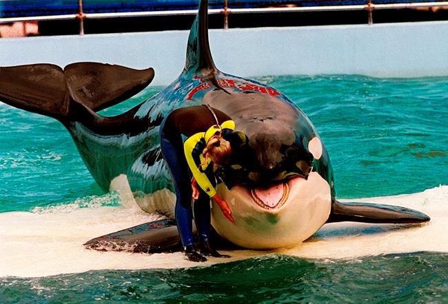 Lolita the whale may someday return to wild, Miami park says, but timeline uncertain | iNFOnews.ca