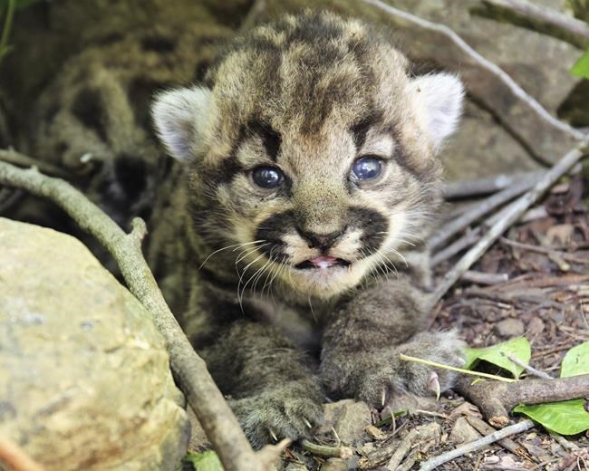 3 healthy kittens born to mountain lion tracked by biologists in wilderness near Los Angeles | iNFOnews.ca 3 healthy kittens born to mountain lion tracked by biologists in wilderness near Los Angeles | iNFOnews.ca