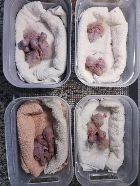 Chirping sounds lead airport officials to bag filled with smuggled parrot eggs | iNFOnews.ca