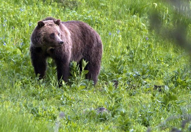 Environmental groups prevail on limit to grizzly bear deaths in Wyoming cattle grazing area | iNFOnews.ca