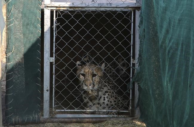 Three cheetah cubs die in India amid sweltering heat wave | iNFOnews.ca Three cheetah cubs die in India amid sweltering heat wave | iNFOnews.ca