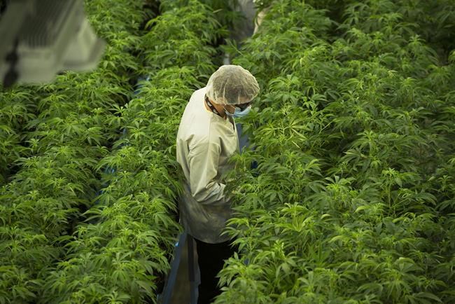 Canopy Growth signs deal with Indiva for Wana brand of edibles | iNFOnews.ca Canopy Growth signs deal with Indiva for Wana brand of edibles | iNFOnews.ca