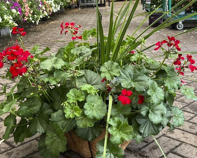 How to plant a container like the pros do | iNFOnews.ca
