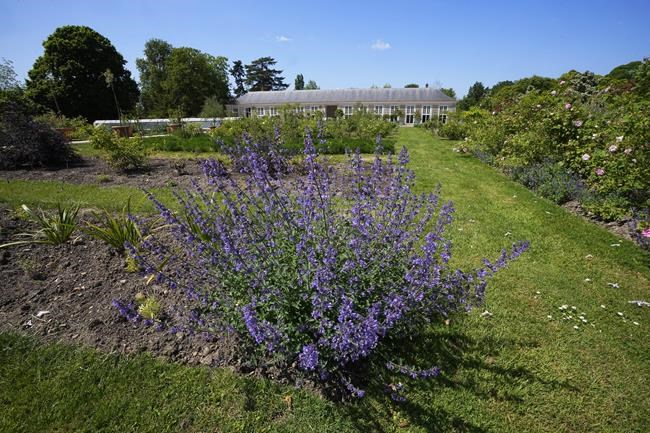 Flower power and diplomacy: Versailles perfume gardens transport public back in time | iNFOnews.ca