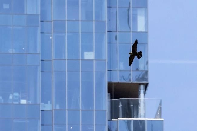 Peregrine falcons protecting chicks and dive-bombing Chicago pedestrians | iNFOnews.ca