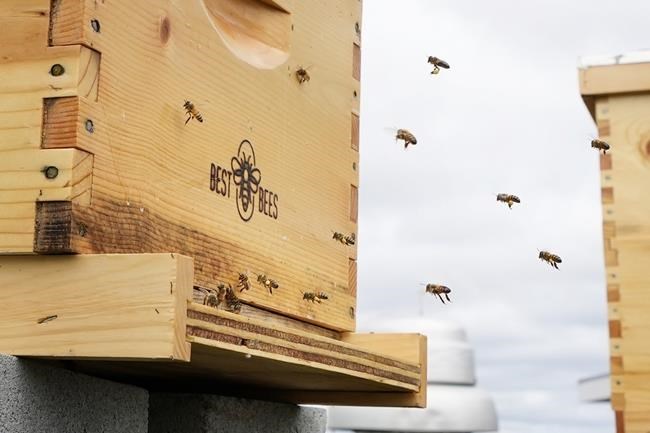 Honeybee health blooms at federal facilities across the country | iNFOnews.ca Honeybee health blooms at federal facilities across the country | iNFOnews.ca