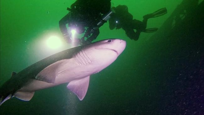 Vancouver Island scuba divers spot sixgill shark in rare shallow-water sighting | iNFOnews.ca Vancouver Island scuba divers spot sixgill shark in rare shallow-water sighting | iNFOnews.ca