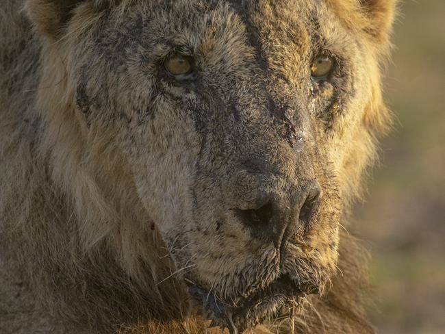 In Kenya, lions are speared to death as human-wildlife conflict worsens amid drought | iNFOnews.ca