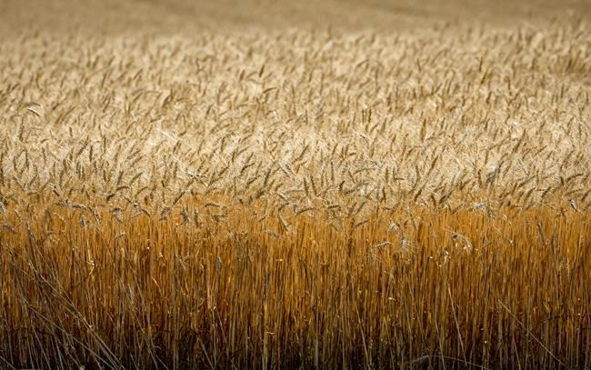Canada under pressure to produce more food, protect agricultural land: report | iNFOnews.ca