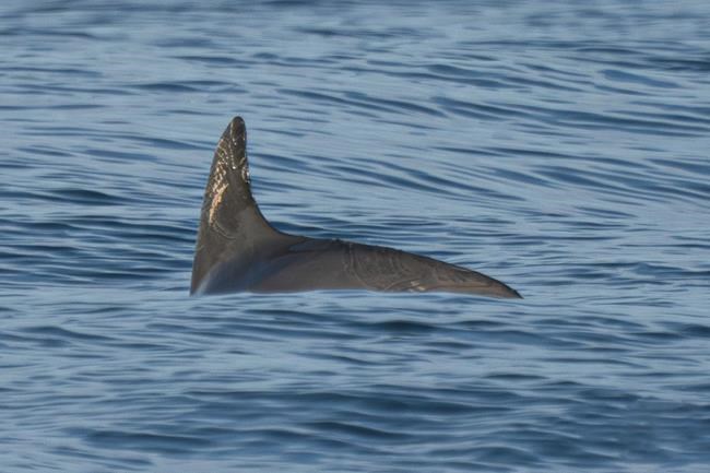Against the odds, world's most endangered porpoise resists extinction in Mexico's Gulf of California | iNFOnews.ca Against the odds, world's most endangered porpoise resists extinction in Mexico's Gulf of California | iNFOnews.ca
