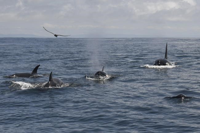 In unusual orca sighting, tour spots at least 20 killer whales off San Francisco | iNFOnews.ca