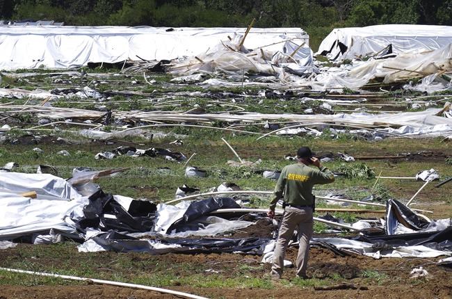 Oregon to crack down on illegal pot growers by holding landowners responsible | iNFOnews.ca Oregon to crack down on illegal pot growers by holding landowners responsible | iNFOnews.ca