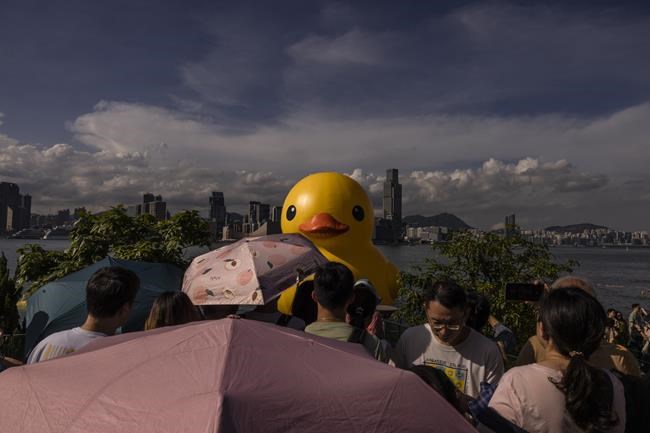 One of the 2 giant ducks in Hong Kong's Victoria Harbor deflates | iNFOnews.ca One of the 2 giant ducks in Hong Kong's Victoria Harbor deflates | iNFOnews.ca