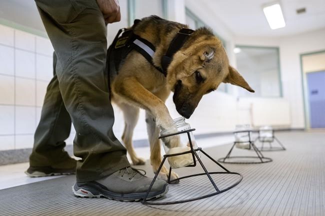 German shepherd wounded in Ukraine gets new start as Hungarian police dog | iNFOnews.ca