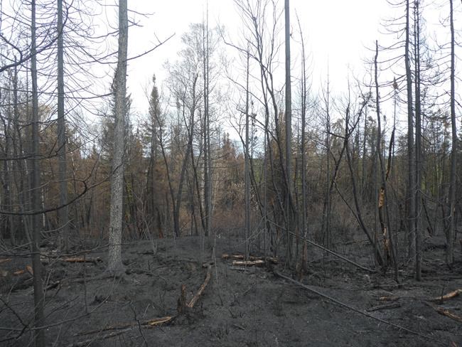 Rain should help Quebec firefighting effort as more than 7,200 people still evacuated | iNFOnews.ca Rain should help Quebec firefighting effort as more than 7,200 people still evacuated | iNFOnews.ca