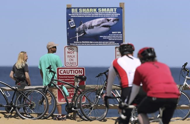 'Smartphones' for sharks: Scientists upgrade sensors to keep track of Cape Cod's white sharks | iNFOnews.ca