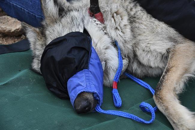 Female Mexican gray wolf released into wild in Arizona in move to help wolf's recovery | iNFOnews.ca Female Mexican gray wolf released into wild in Arizona in move to help wolf's recovery | iNFOnews.ca