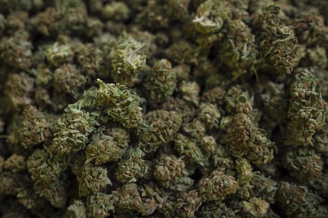 Indigenous kept from economic opportunities from pot legalization: Senate committee | iNFOnews.ca Indigenous kept from economic opportunities from pot legalization: Senate committee | iNFOnews.ca
