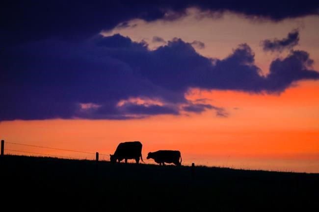 Recent rain may not be enough to halt the shrinking of Canada's cattle herd | iNFOnews.ca