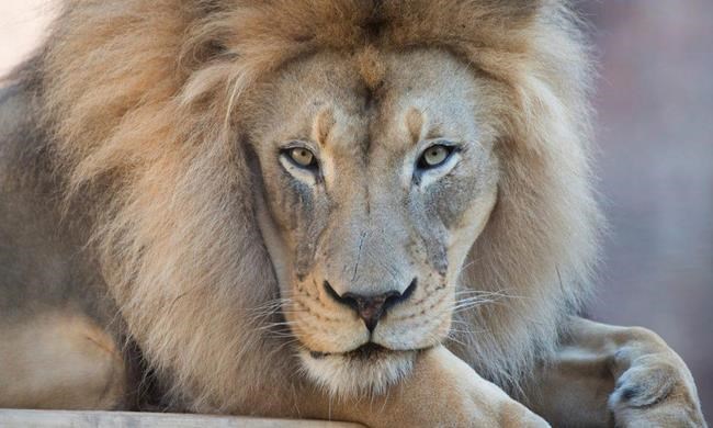 Kamau, 'charismatic and iconic' African lion at California's Sacramento Zoo, dies at 16 | iNFOnews.ca Kamau, 'charismatic and iconic' African lion at California's Sacramento Zoo, dies at 16 | iNFOnews.ca