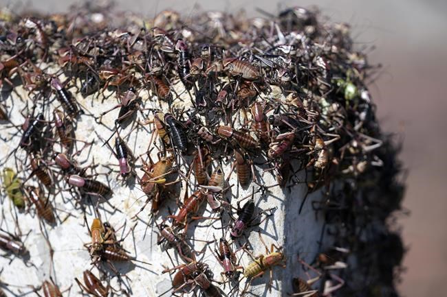 Blood-red crickets invade Nevada town, residents fight back with brooms, leaf blowers, snow plows | iNFOnews.ca Blood-red crickets invade Nevada town, residents fight back with brooms, leaf blowers, snow plows | iNFOnews.ca