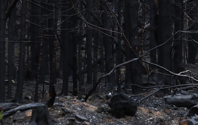 One in four Canadians say they have been affected by wildfires this year: poll | iNFOnews.ca One in four Canadians say they have been affected by wildfires this year: poll | iNFOnews.ca