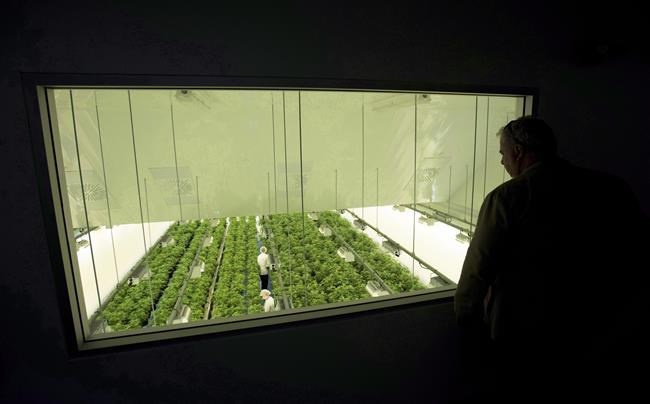 Canopy Growth reports $648 million net loss in Q4 as it parts way with BioSteel staff | iNFOnews.ca