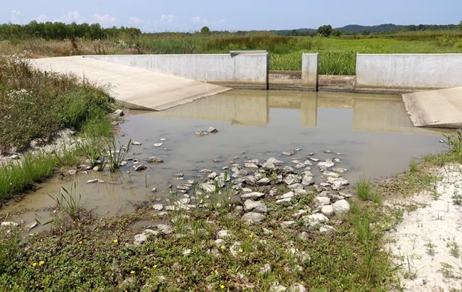 Invasive northern snakehead fish found in southeastern Missouri for second time | iNFOnews.ca Invasive northern snakehead fish found in southeastern Missouri for second time | iNFOnews.ca
