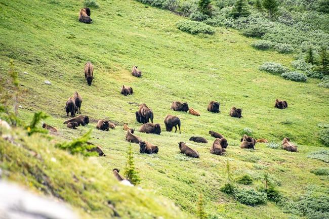 Parks Canada says bison herd to remain the backcountry of Banff National Park | iNFOnews.ca Parks Canada says bison herd to remain the backcountry of Banff National Park | iNFOnews.ca