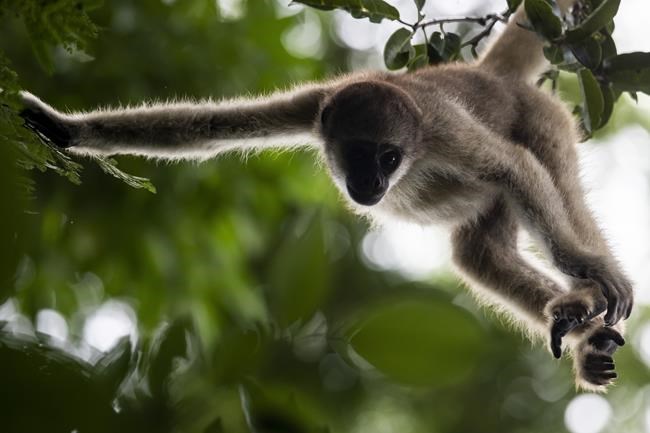 A scientist's 4-decade quest to save the biggest monkey in the Americas | iNFOnews.ca
