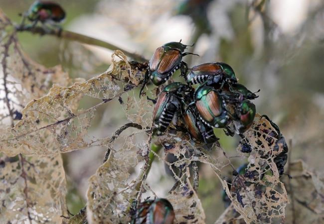 Expanded restrictions in Vancouver to stop spread of damaging Japanese beetle | iNFOnews.ca