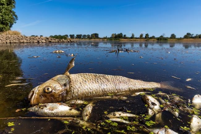 Germany alleges Poland hasn't stopped pollution that led to fish die-off in Oder River | iNFOnews.ca