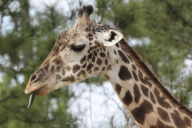 Giraffe named Twiga, who was among the oldest cared for by humans, died at age 31 at East Texas zoo | iNFOnews.ca Giraffe named Twiga, who was among the oldest cared for by humans, died at age 31 at East Texas zoo | iNFOnews.ca