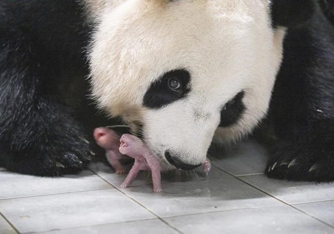 Giant panda gives birth to squirming, squealing healthy twin girls at South Korean theme park | iNFOnews.ca Giant panda gives birth to squirming, squealing healthy twin girls at South Korean theme park | iNFOnews.ca