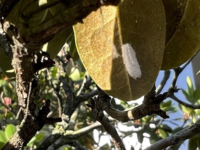 Catch garden pests and diseases early by keeping a close eye on your plants | iNFOnews.ca Catch garden pests and diseases early by keeping a close eye on your plants | iNFOnews.ca