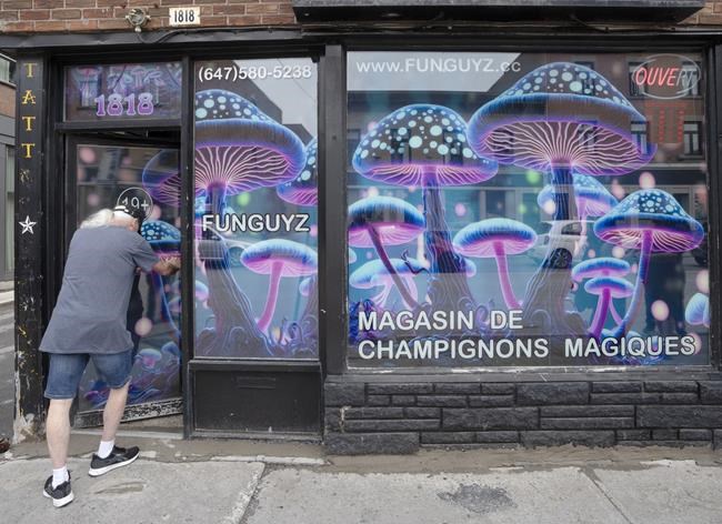 Experts doubt whether illegal magic mushroom stores will advance drug policy | iNFOnews.ca
