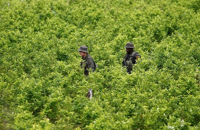 Biden administration suspends satellite monitoring of Colombian coca crops as cocaine surges | iNFOnews.ca Biden administration suspends satellite monitoring of Colombian coca crops as cocaine surges | iNFOnews.ca