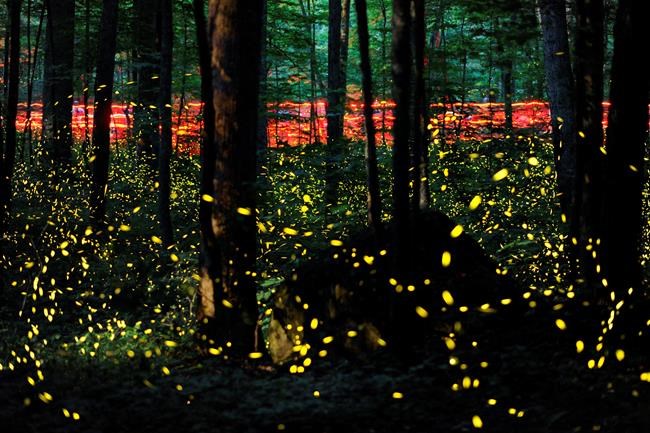 Fade into the night: Fireflies facing threats from climate change and light pollution | iNFOnews.ca Fade into the night: Fireflies facing threats from climate change and light pollution | iNFOnews.ca