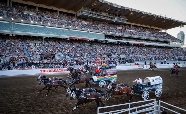 Calgary Stampede says chuckwagon horse euthanized after suffering injury | iNFOnews.ca