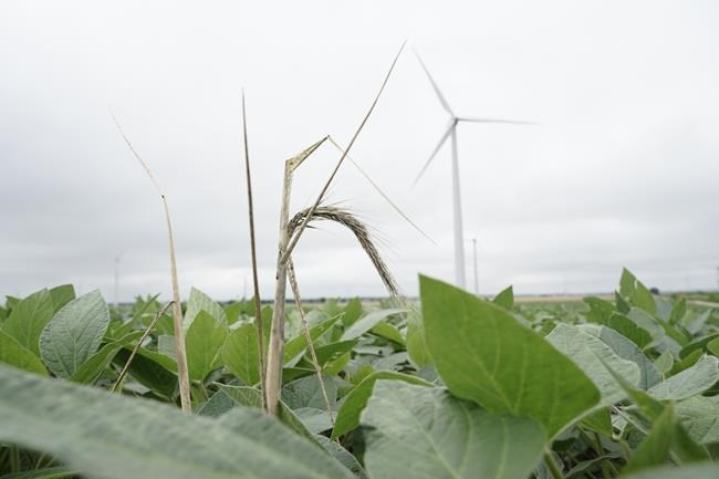 Farm fields don't just feed us. They store carbon. But a big question is how much | iNFOnews.ca