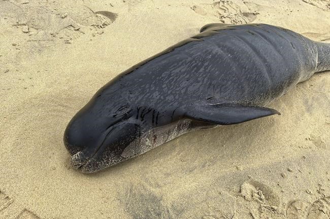Pod of 55 pilot whales die after being stranded on a beach in Scotland | iNFOnews.ca Pod of 55 pilot whales die after being stranded on a beach in Scotland | iNFOnews.ca