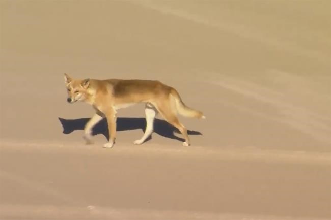 Dingoes attack a woman jogging on Australian island beach and leave her hospitalized | iNFOnews.ca Dingoes attack a woman jogging on Australian island beach and leave her hospitalized | iNFOnews.ca