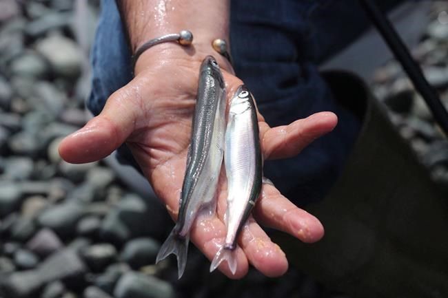 Capelin conservation concerns and Inflation numbers get an update: In The News today | iNFOnews.ca Capelin conservation concerns and Inflation numbers get an update: In The News today | iNFOnews.ca